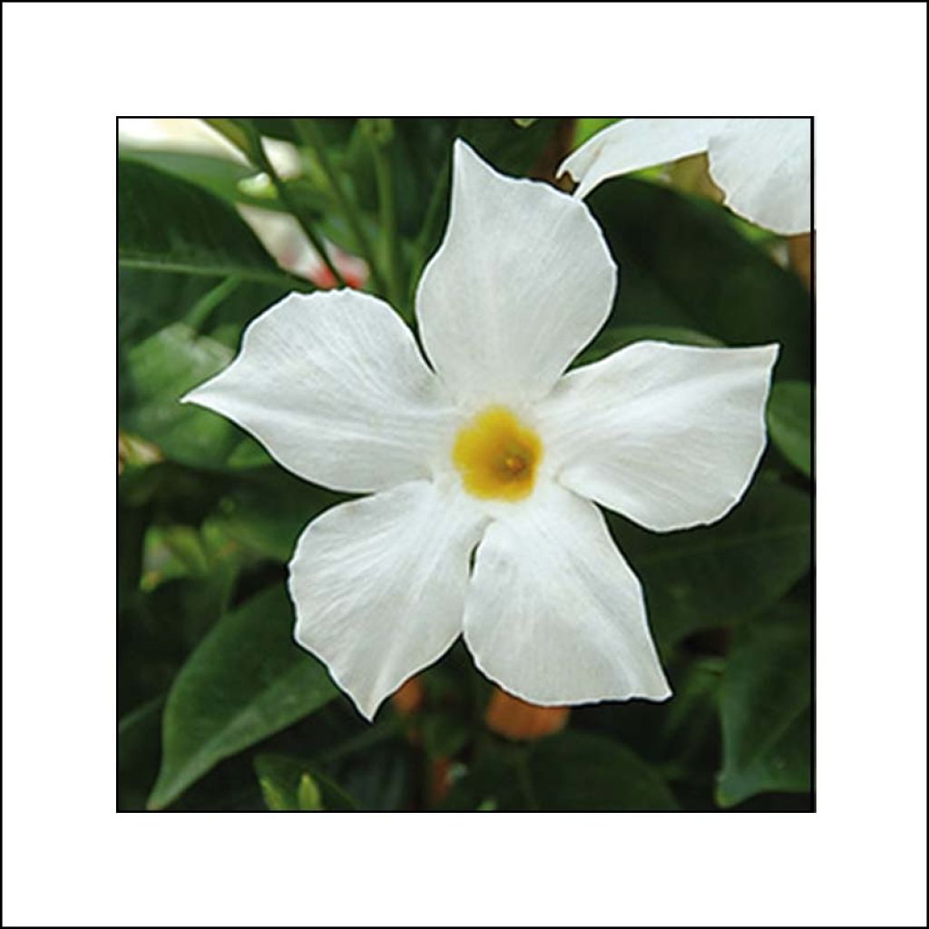 Dipladenia BELLA White