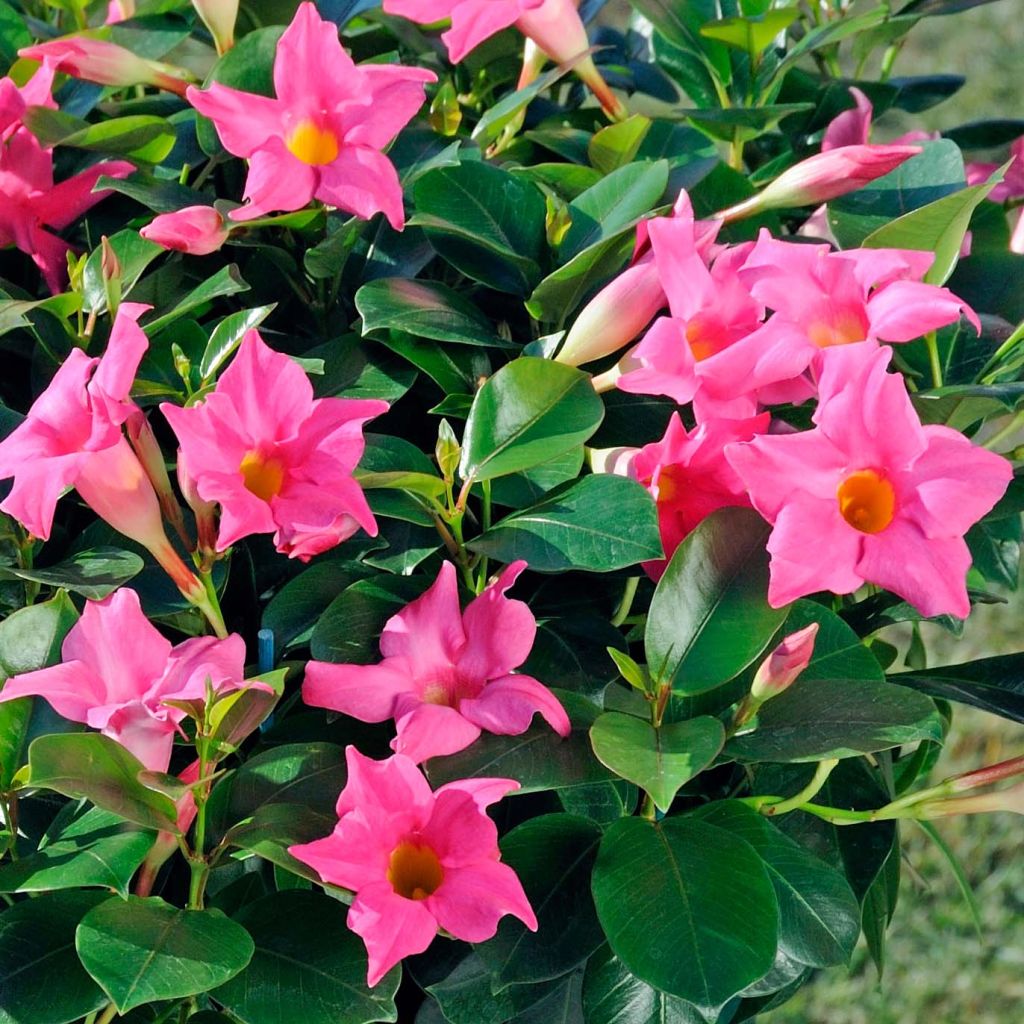 Dipladenia Diamantina Jade Pink