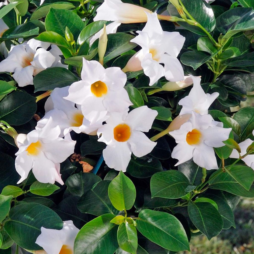 Dipladenia DiamantinaJade White