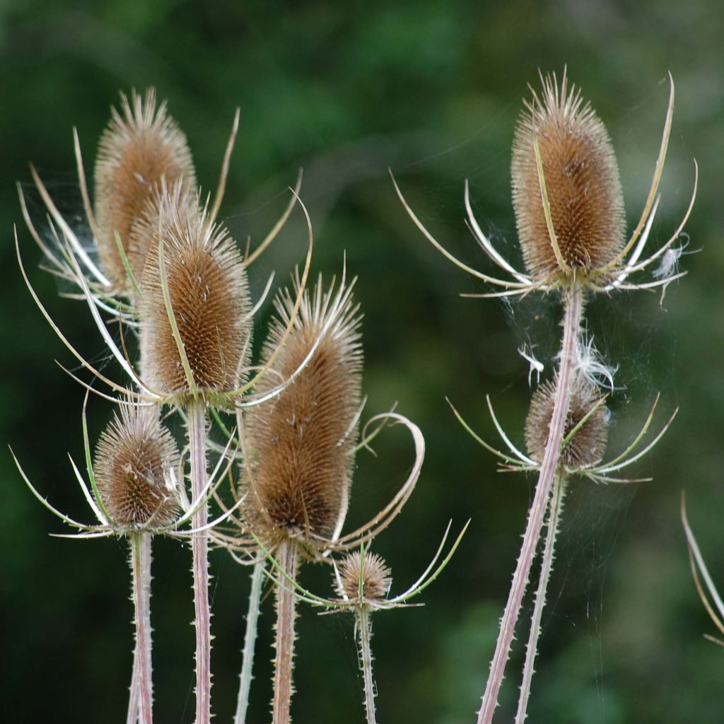 Dipsacus fullonum - Scardaccione selvatico