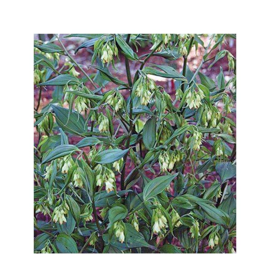 Disporum cantoniense Green Giant