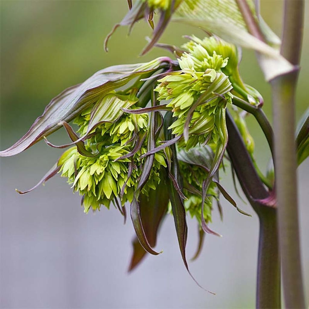 Disporum cantoniense Night Heron