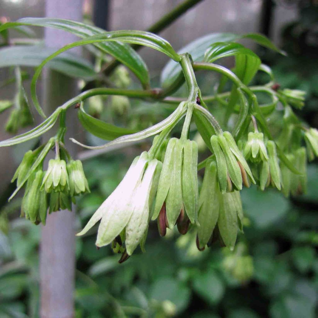 Disporum cantoniense Night Heron