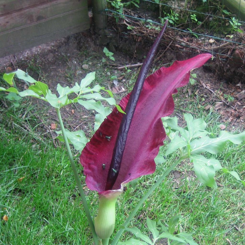 Dracunculus vulgaris - Dragontea