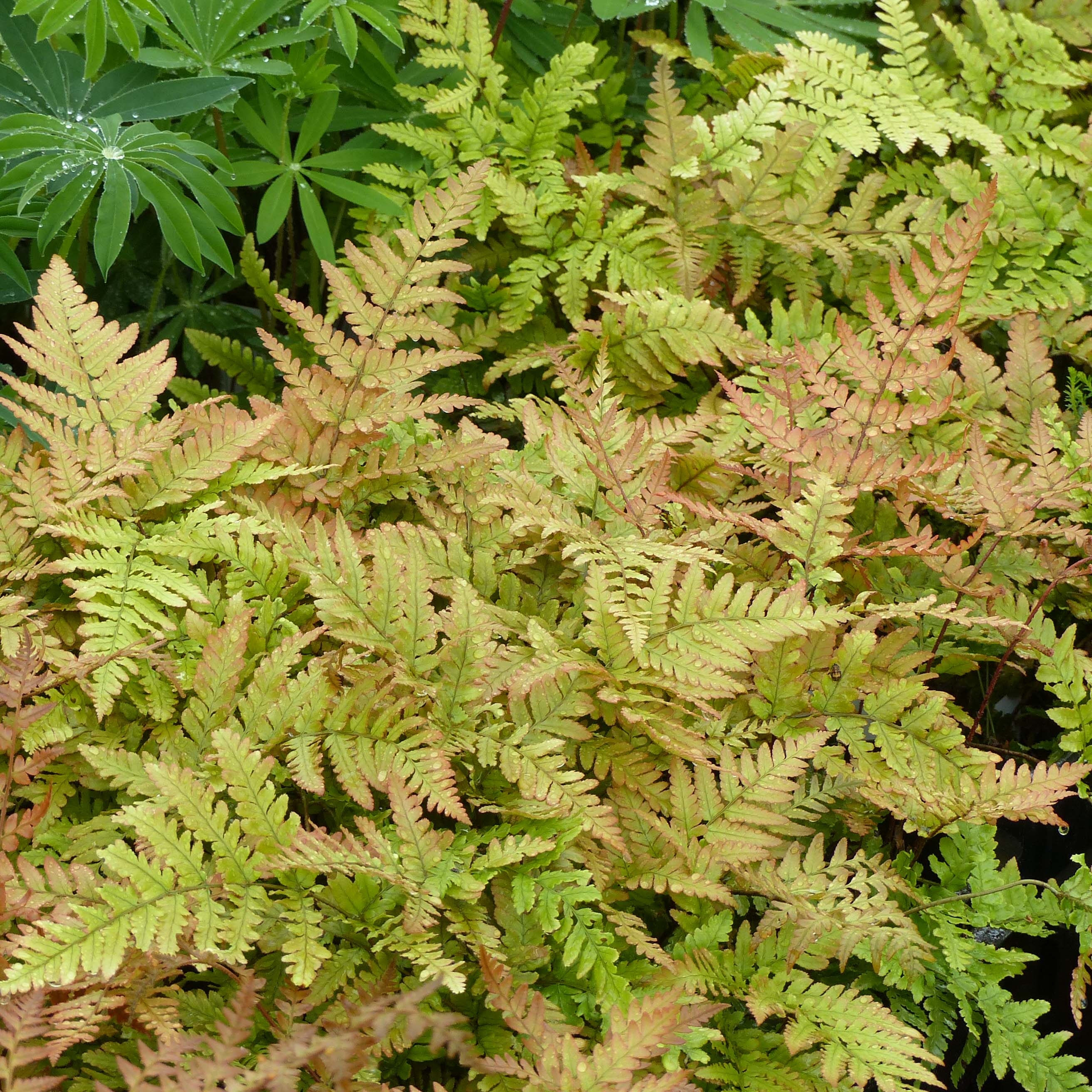 Dryopteris erythrosora