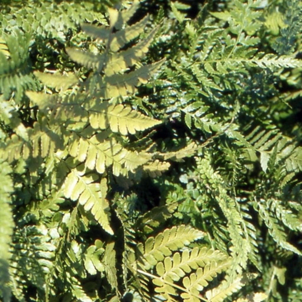 Dryopteris erythrosora Prolifica