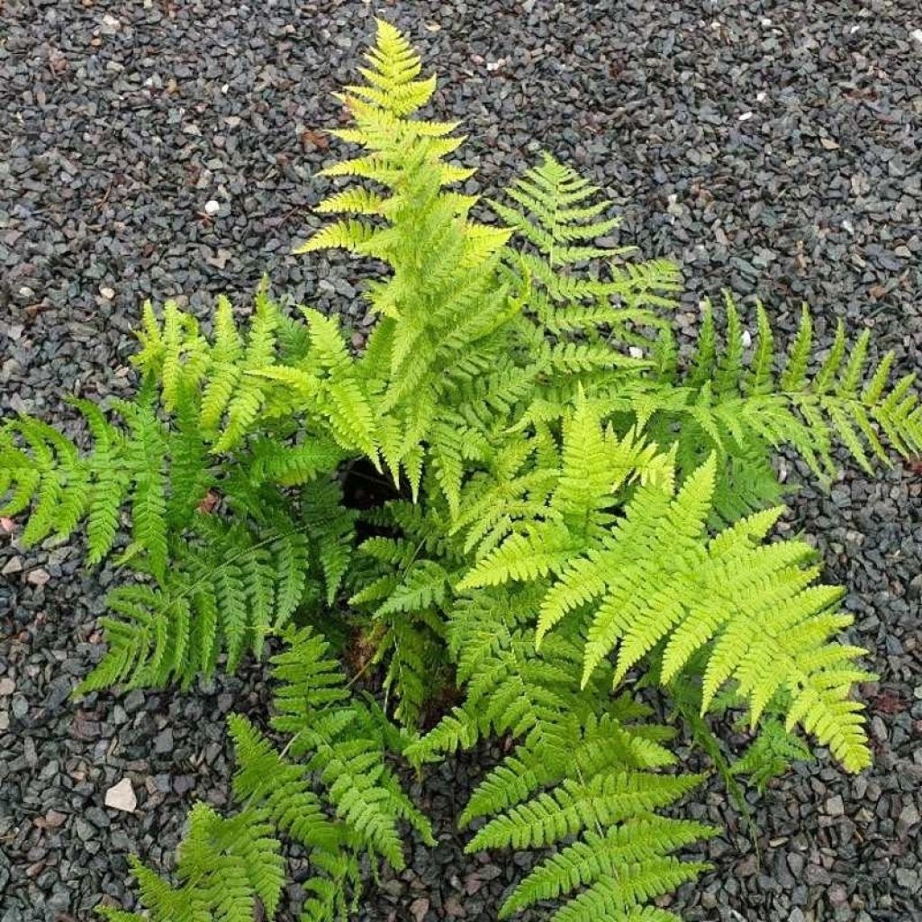 Dryopteris stewartii