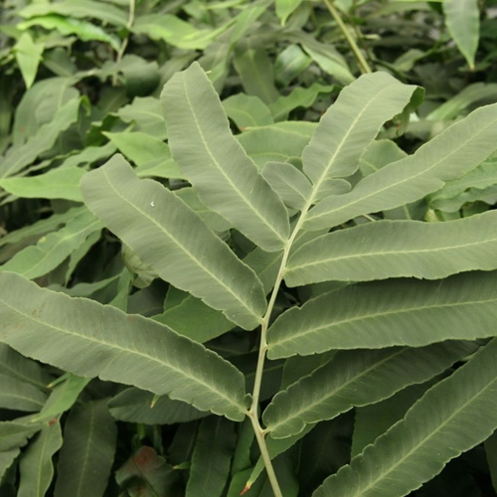 Dryopteris sieboldii