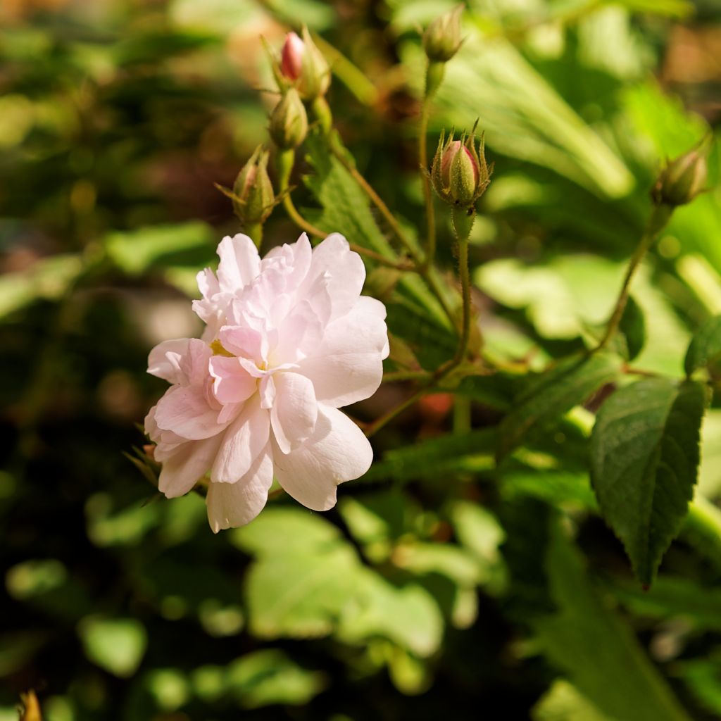 paul's himalayan musk