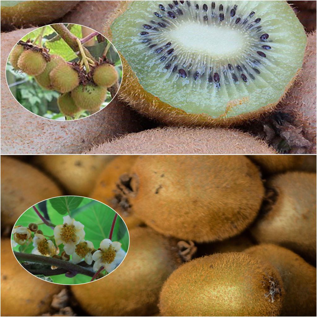 Duo di Kiwi 'Hayward' femminile e 'Atlas' maschile impollinatori