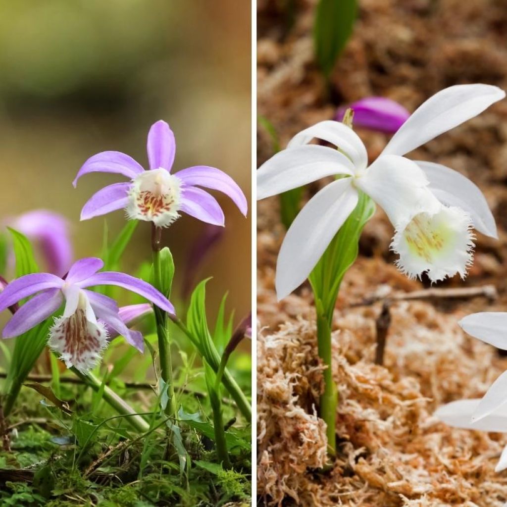 Duo orchidea da giardino - Pleione della Formosa