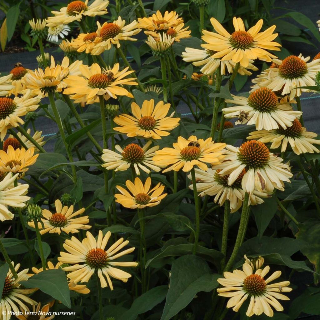 Echinacea purpurea Aloha