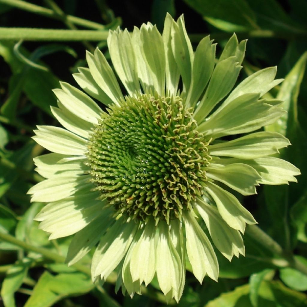 Echinacea purpurea Green Jewel