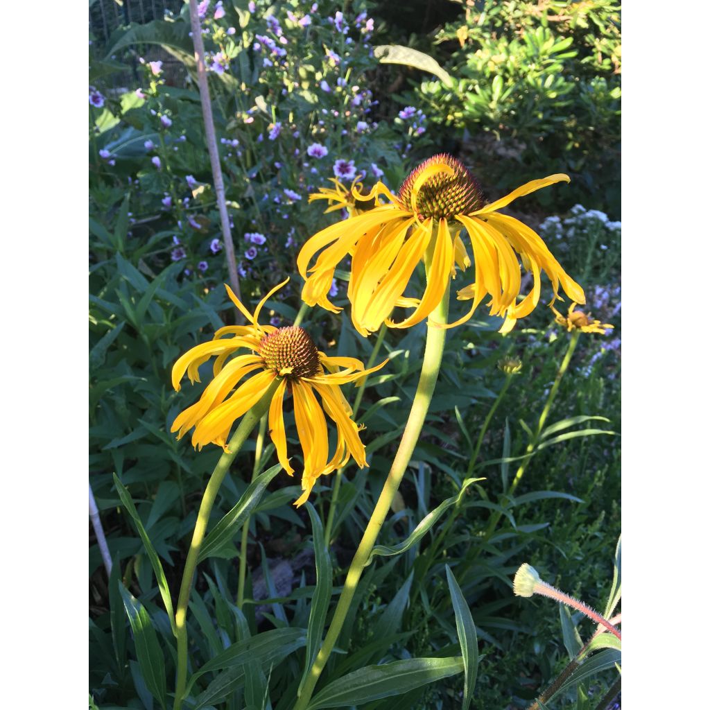 Echinacea paradoxa