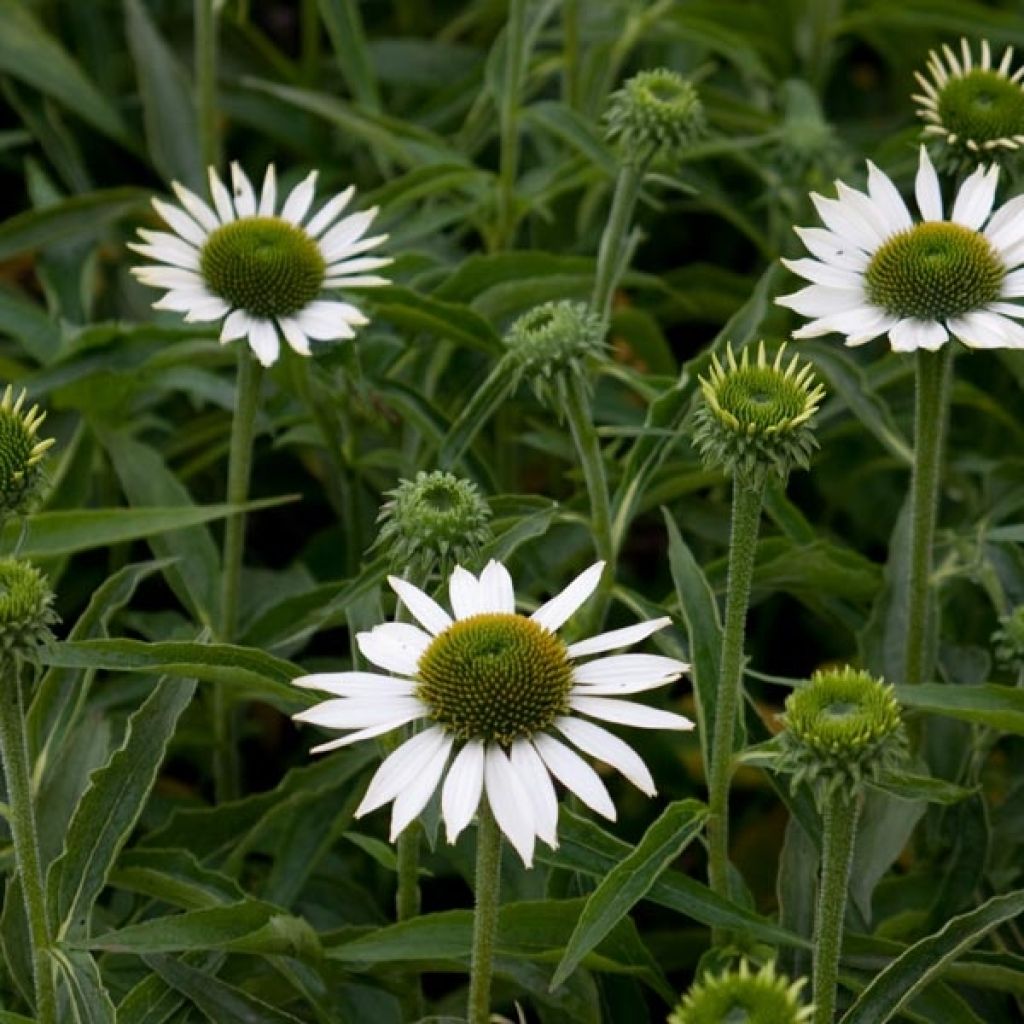 Echinacea Purity - Rudbeckia pourpre