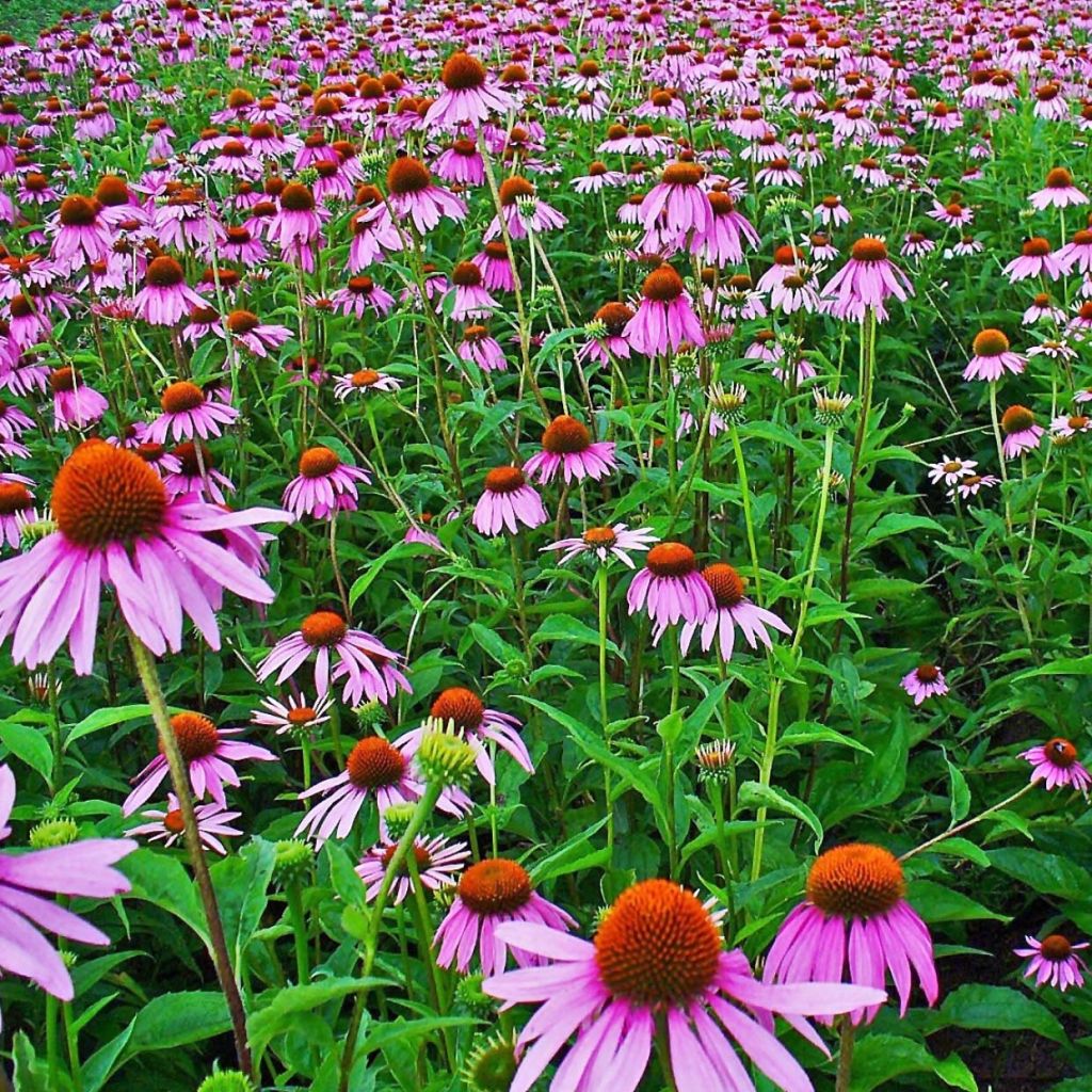 Echinacea purpurea