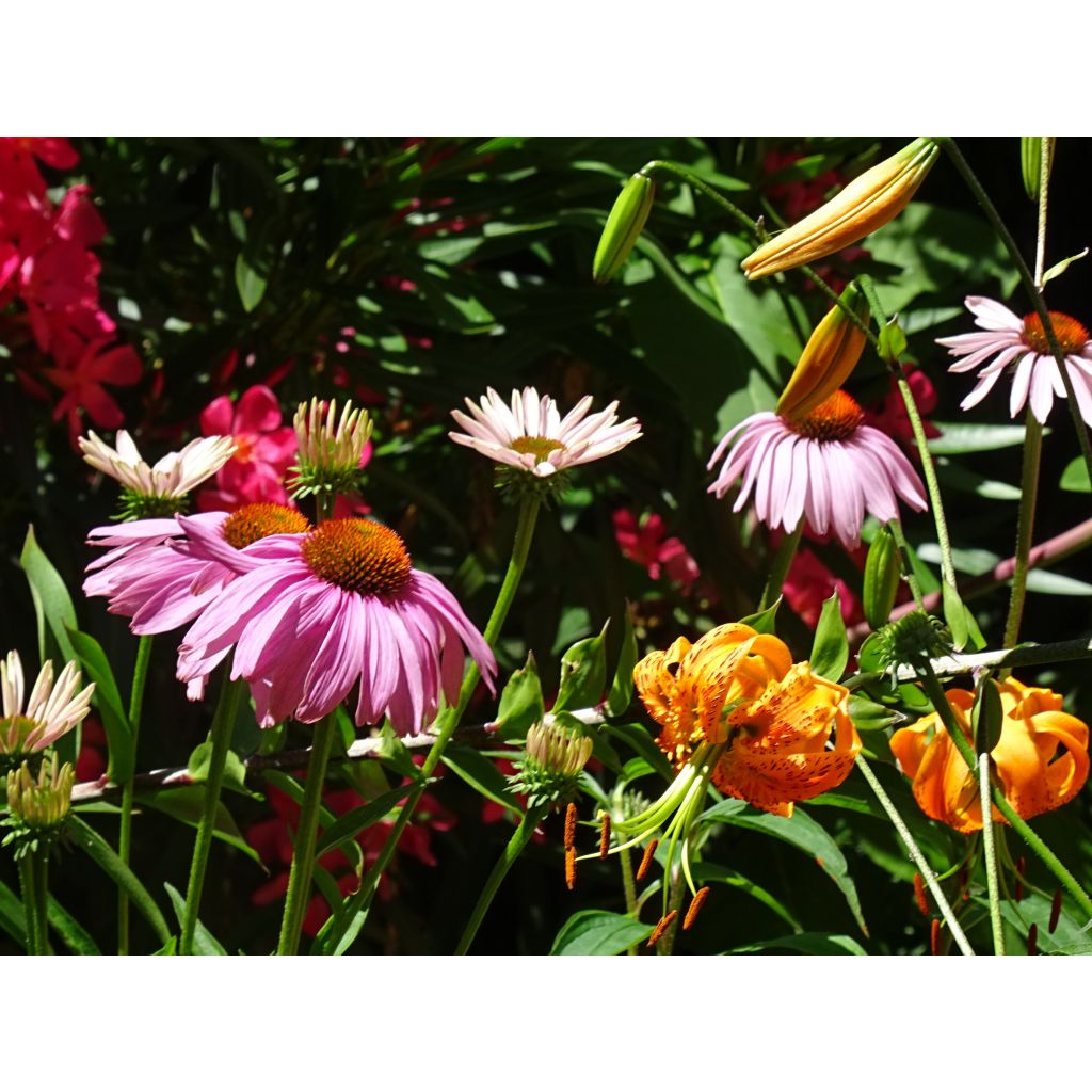 Echinacea purpurea Magnus