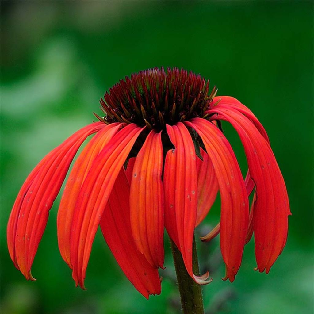 Echinacea purpurea Tomato Soup