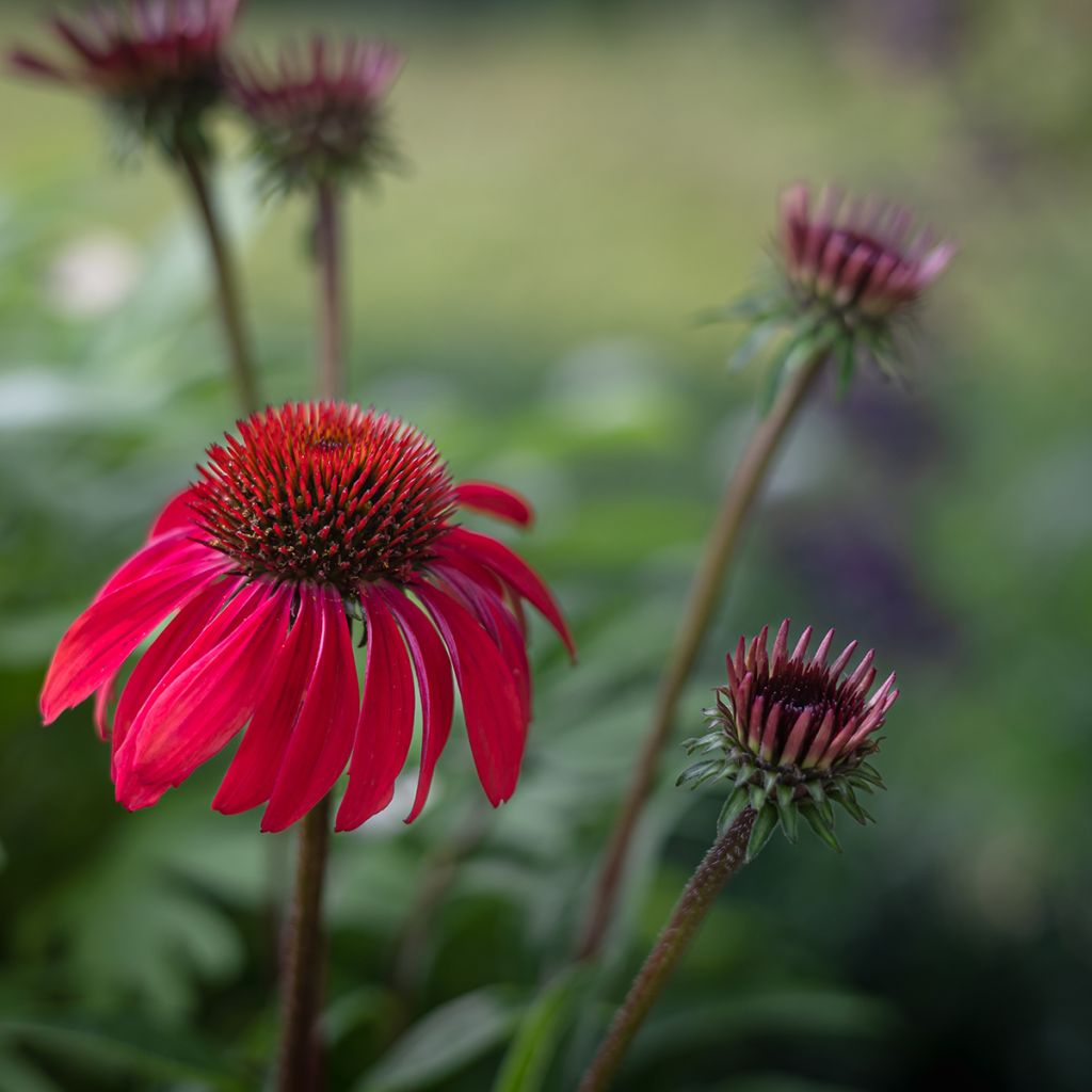 Echinacea purpurea Sombrero Baja Burgundy