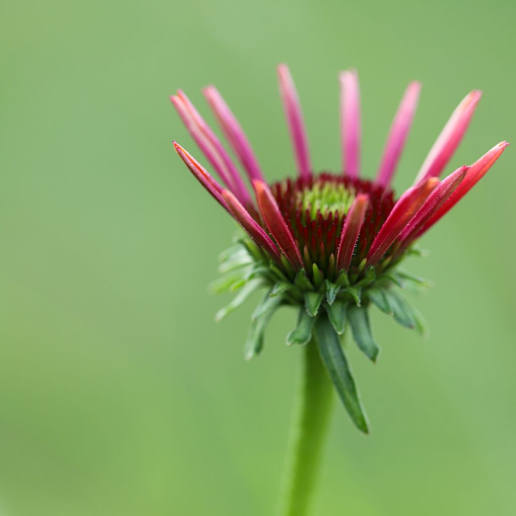 Echinacea purpurea Sombrero Baja Burgundy