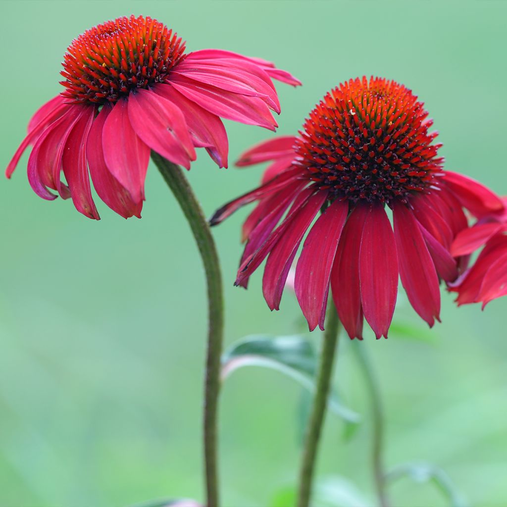 Echinacea purpurea Sombrero Baja Burgundy