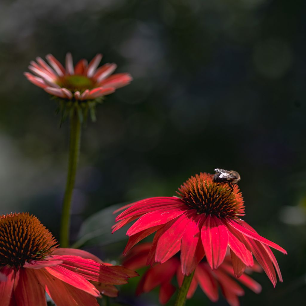 Echinacea purpurea Sombrero Baja Burgundy