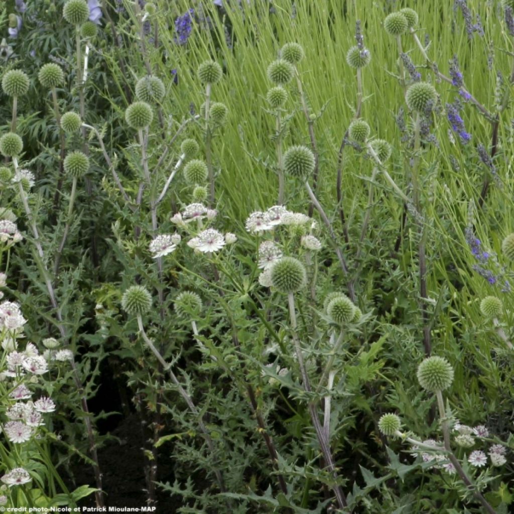 Chardon boule - Echinops spha. Arctic Glow