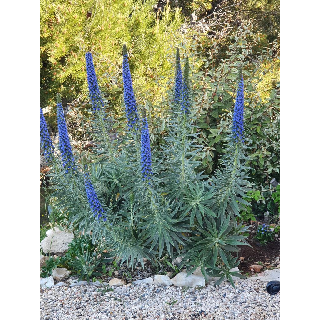 Echium candicans - Viperina candeggiante