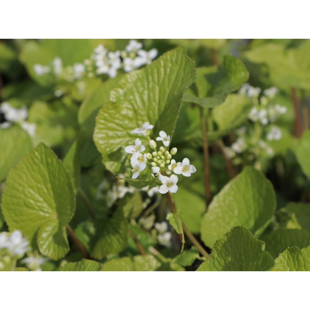 Wasabi japonica