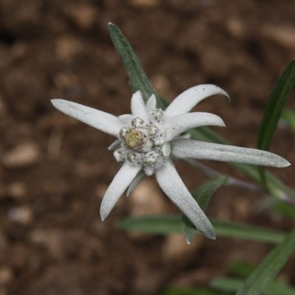 Leontopodium alpinum - Stella alpina