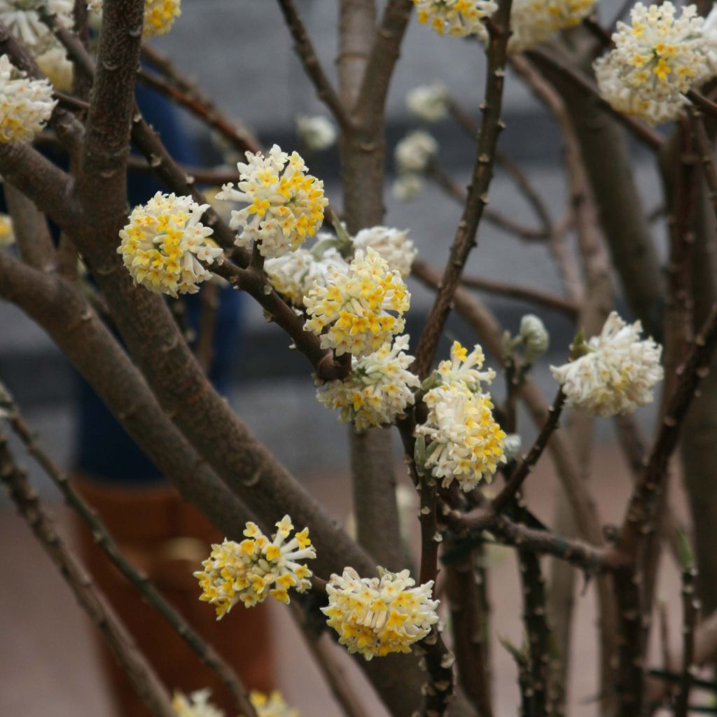 Edgeworthia chrysantha - Bastone di san Giuseppe