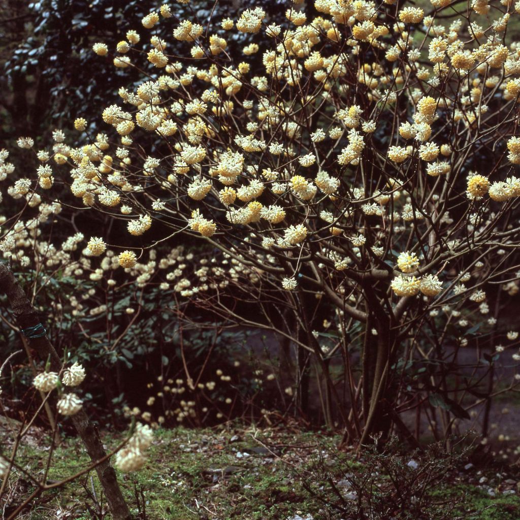 Edgeworthia chrysantha - Bastone di san Giuseppe