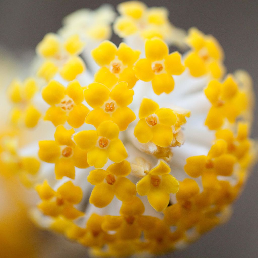 Edgeworthia chrysantha - Bastone di san Giuseppe