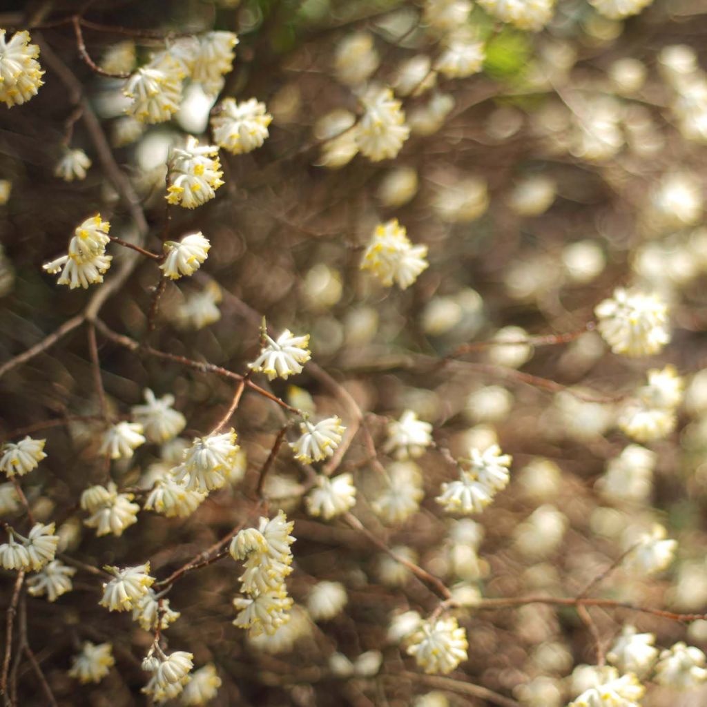 Edgeworthia chrysantha - Bastone di san Giuseppe