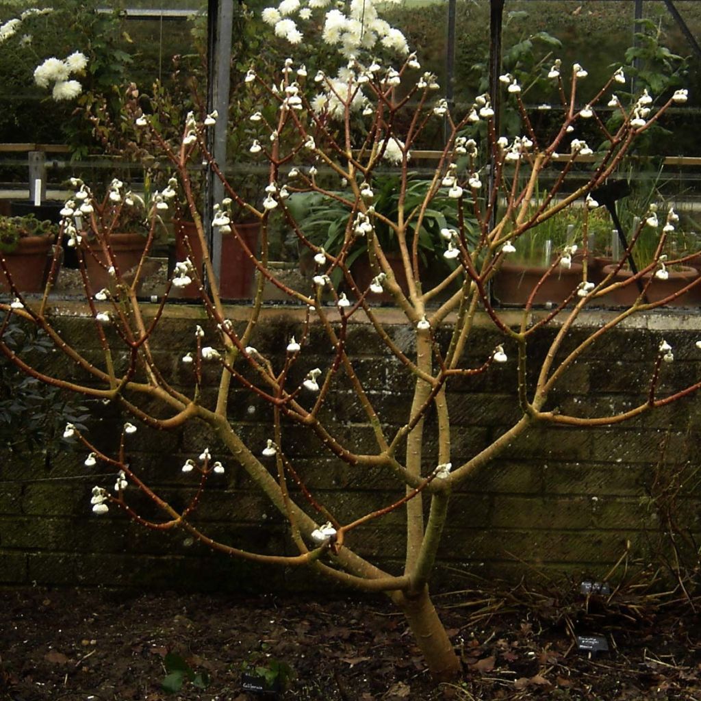 Edgeworthia chrysantha Grandiflora - Bastone di san Giuseppe