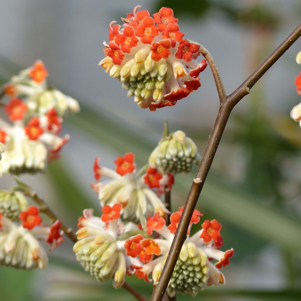 Edgeworthia chrysantha Red Dragon 'Akebono' - Bastone di san Giuseppe