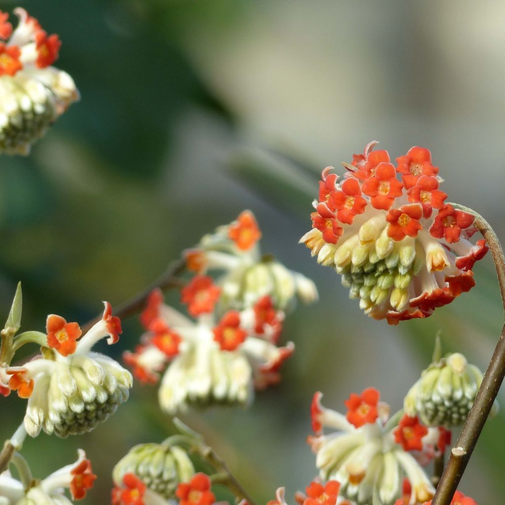 Edgeworthia chrysantha Red Dragon 'Akebono' - Bastone di san Giuseppe