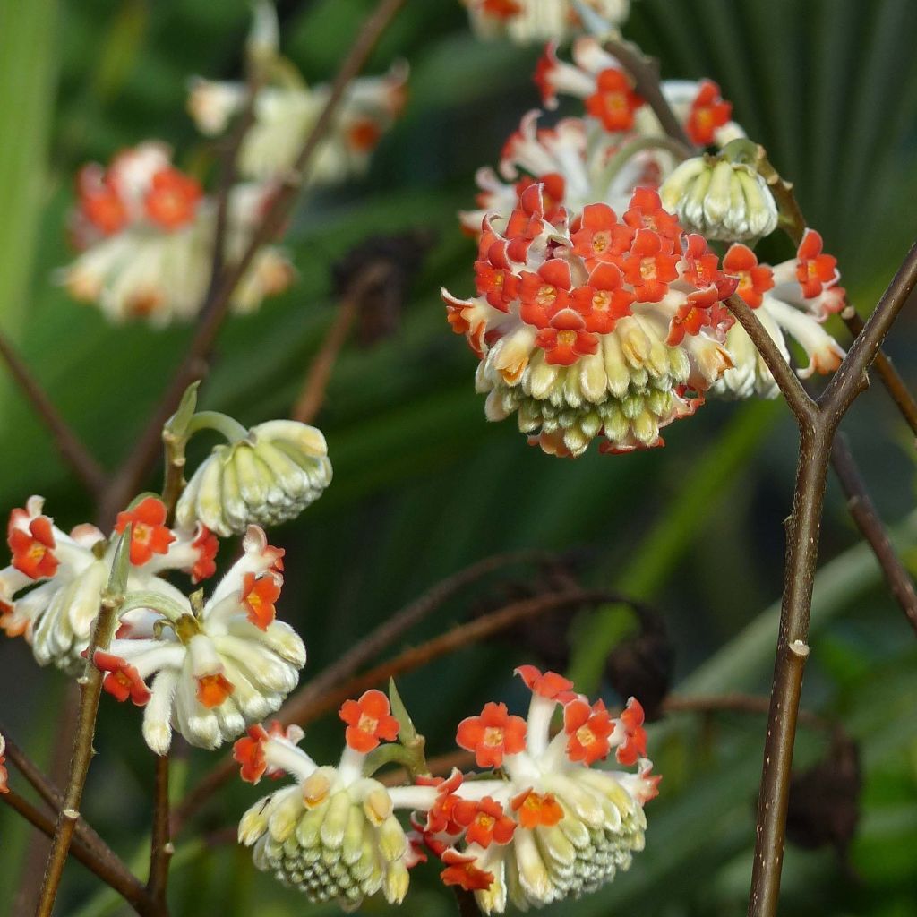 Edgeworthia chrysantha Red Dragon 'Akebono' - Bastone di san Giuseppe