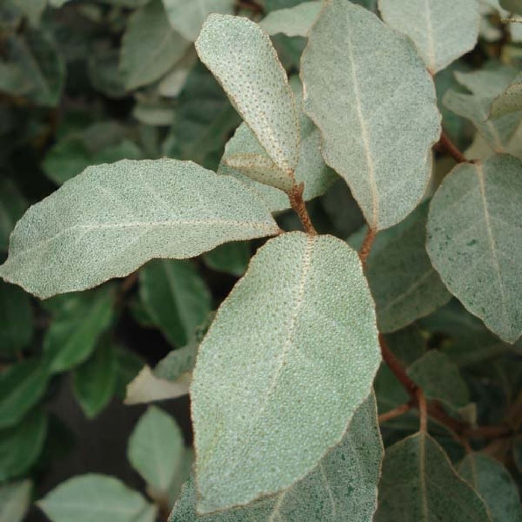 Elaeagnus ebbingei, Chalef de Ebbing