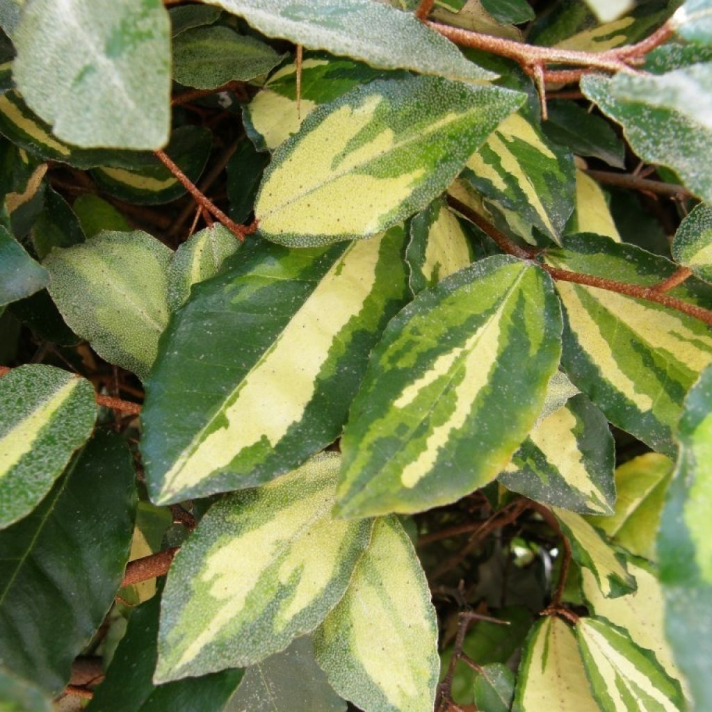 Elaeagnus pungens Maculata - Olivagno pungente