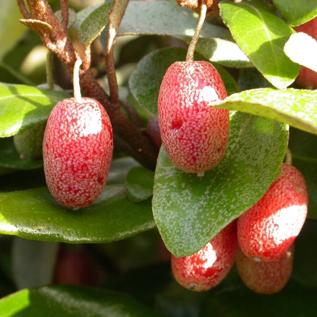 Elaeagnus pungens Maculata - Olivagno pungente