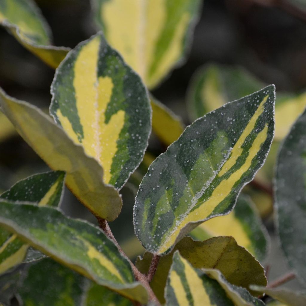 Elaeagnus pungens Maculata - Olivagno pungente