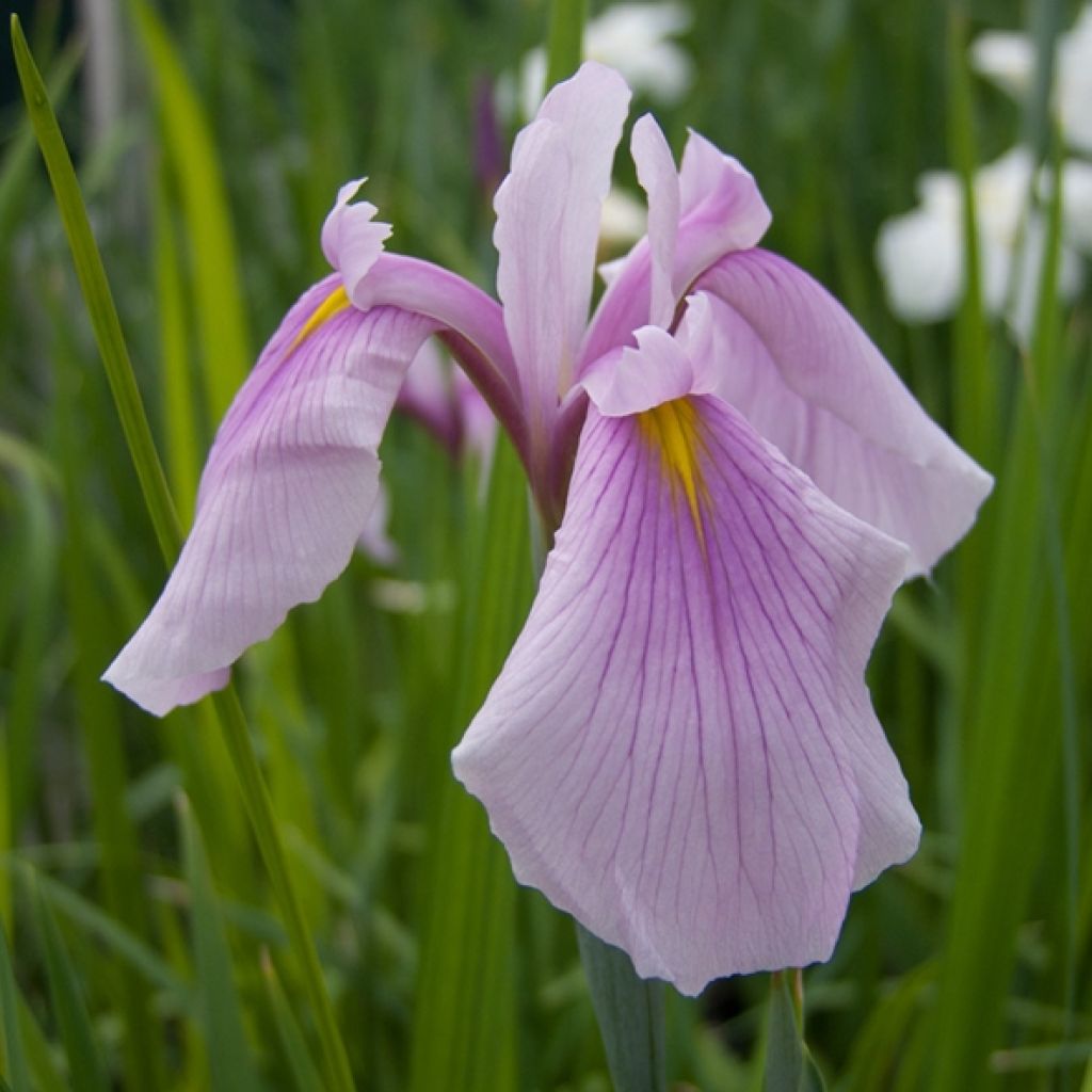 Iris ensata Rose Queen - Iris giapponese