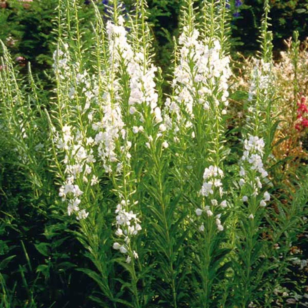 Epilobium angustifolium Album - Camenèrio