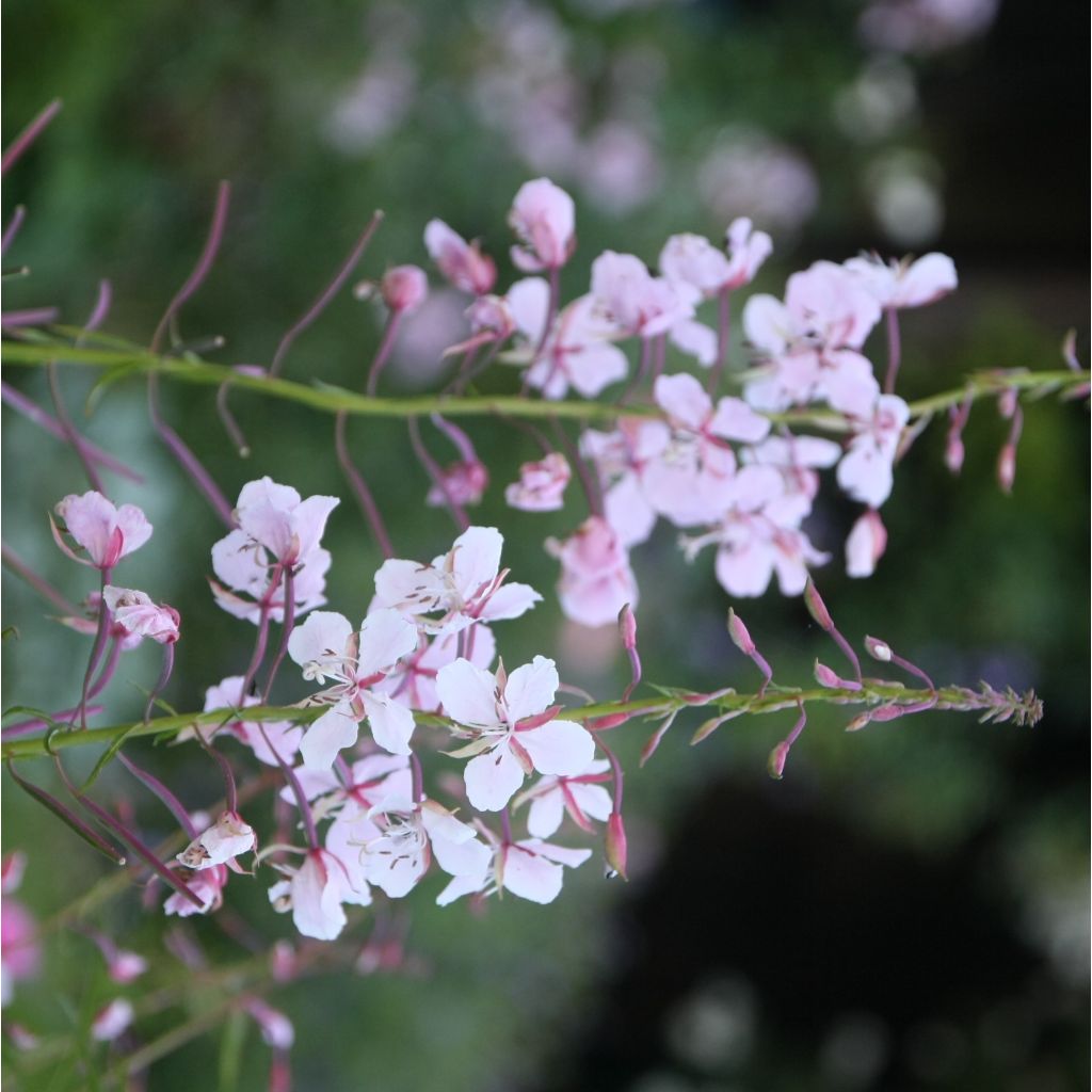 Epilobium angustifolium Stahl Rose - Camenèrio