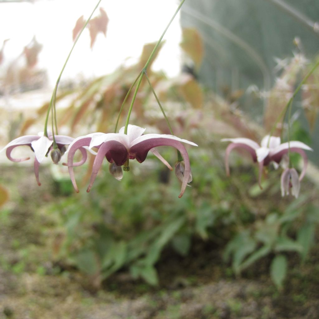 Epimedium dolichostemon