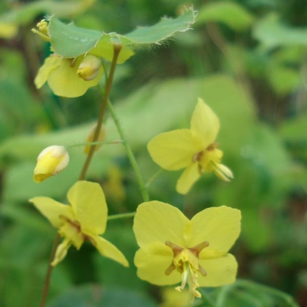 Epimedium perralchicum Frohnleiten, Fleur des elfes