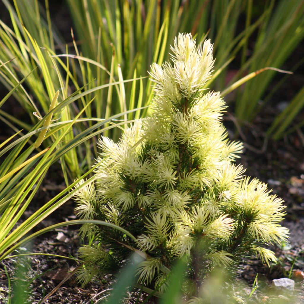 Picea glauca Daisy's White