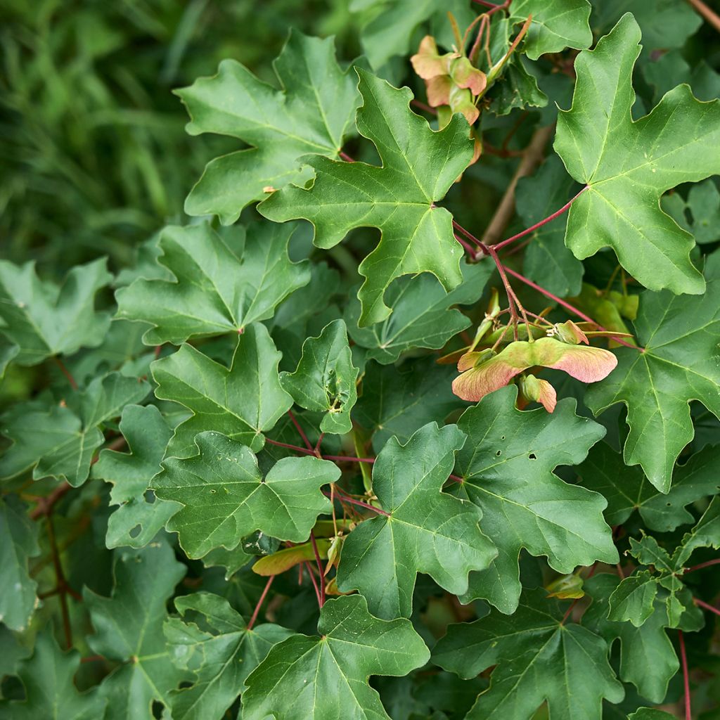 Acer campestre Green Column