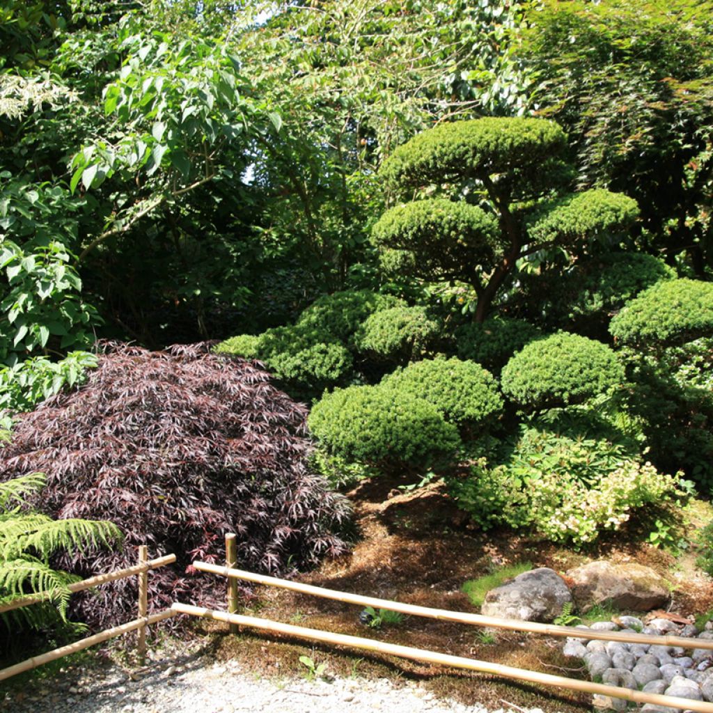 Acer palmatum Dissectum Garnet - Acero giapponese